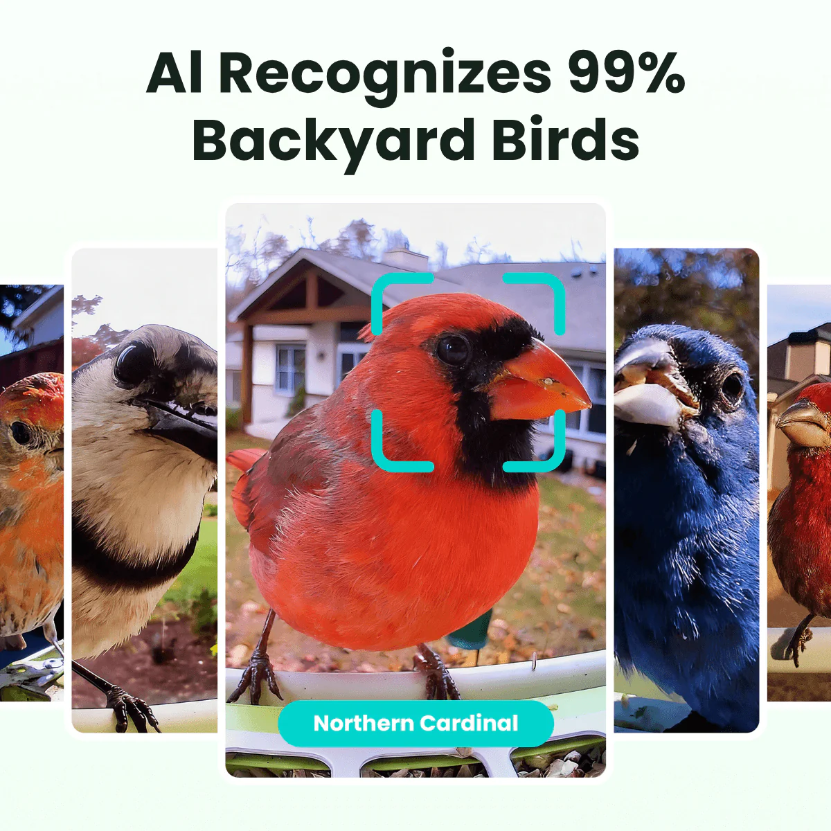 smart bird feeder